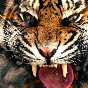 Meet your Posher, Cheryl